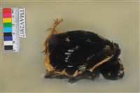 臺灣藍鵲藏品圖，第3張